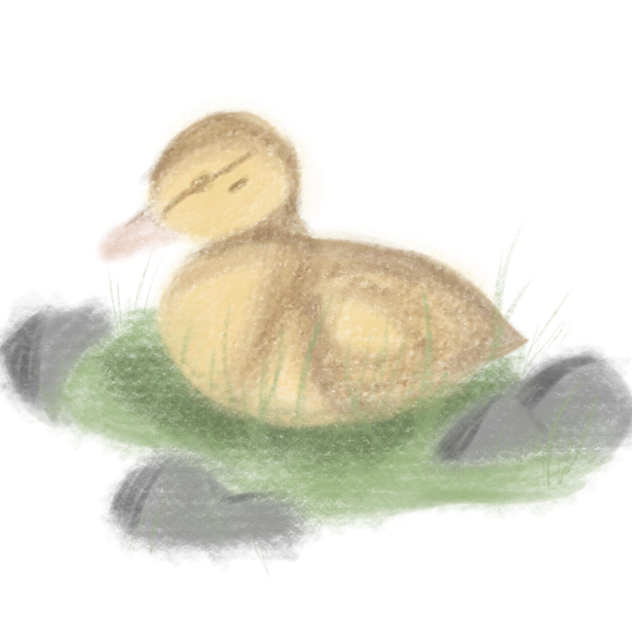 book illustration 2